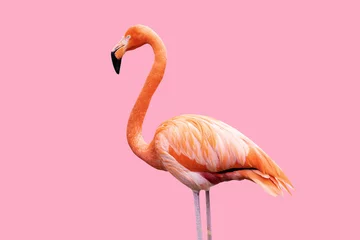 Foto auf Acrylglas Caribbean flamingo isolated on pink background. © Наиля Якубова