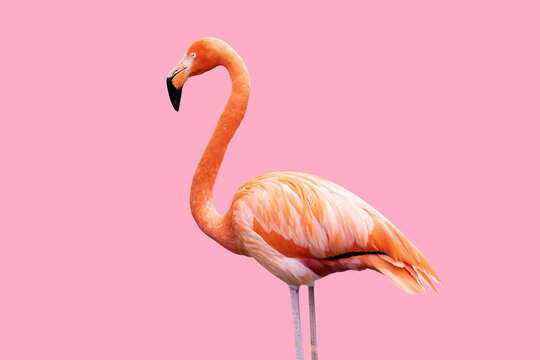 Caribbean flamingo isolated on pink background.
