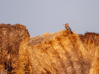 Summer Serenity: A Hoopoe Perched on a Golden Haystack under the Clear Blue Sky