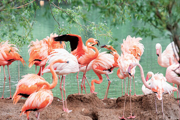 A flamboyance of pink and caribbean flamingos resting by the water at the Moscow zoo.