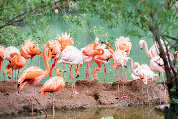 Obraz premium A flamboyance of pink and caribbean flamingos resting by the water at the Moscow zoo.