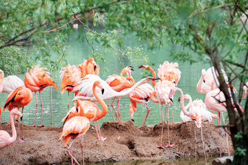 A flamboyance of pink and caribbean flamingos resting by the water at the Moscow zoo.