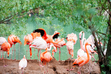 A flamboyance of pink and caribbean flamingos resting by the water at the Moscow zoo.