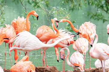 Birds fighting, Pink and Caribbean flamingos fight by the water in the Moscow Zoo. Outdoors.