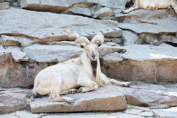 Markhor or Markhur (The screw - horned goat) in the Moscow zoo.