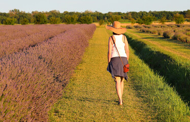 Young woman walks with straw boater hat in the field of lavender flowers