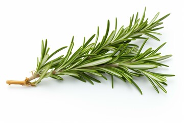 A plain-white backdrop with a single cluster of fragrant rosemary leaves. Generative AI