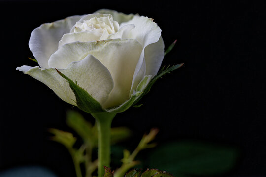 A tiny white rose photographed with a macro lens.