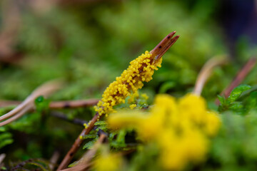 Close up of yellow slime mold on pine needle, tiny world of mushrooms.
