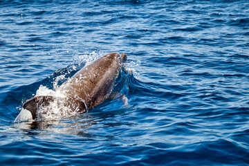 Naklejka premium Dolphin about to jump out of the water, Algarve coast off Faro, Portugal