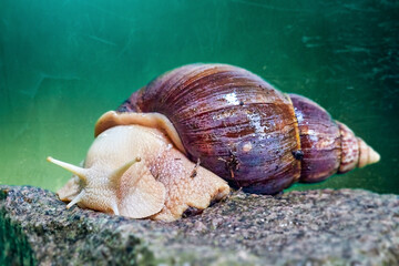 agate snail, Latin name Lissachatina fulica, with house on a stone