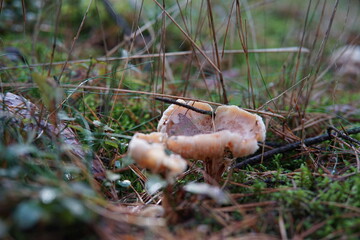 Grzyby © Strumyk