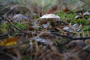 Grzyby © Strumyk