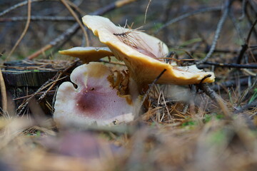 Grzyby © Strumyk