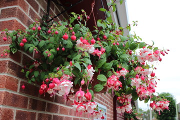 Fuchsia plant in a hanging basket with buds and flowers 
