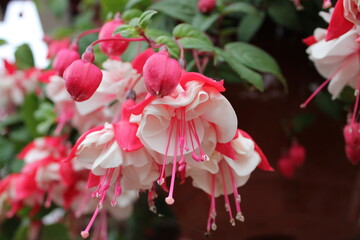 Close up picture of a Fuchsia plant with buds and flowers