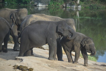 Elephants, Elephants with family