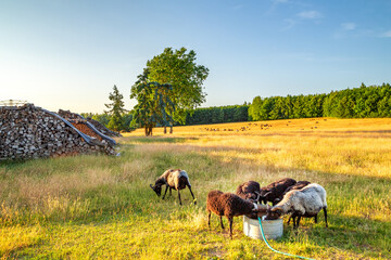 Schafherde auf Wiese 