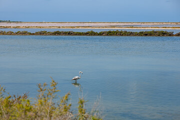 young flamingo looking for food in the lake