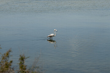 young flamingo looking for food in the lake