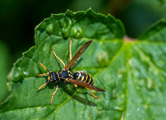 Detail of a wasp standing on green leaf