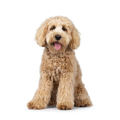 Cute cream young Labradoodle dog, sitting up facing front. Looking straight to camera. Tongue out. Isolated on a white background.