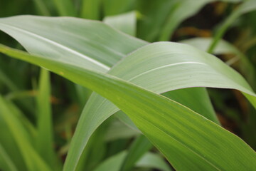 Obraz premium Up close picture of leaves from a corn plant