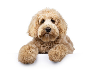 Cute cream young Labradoodle dog, laying down facing front on edge. Looking straight to camera. Mouth closed. Isolated on a white background.