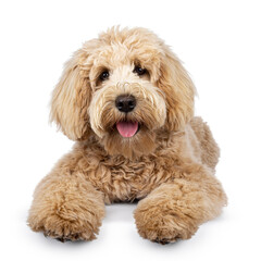 Cute cream young Labradoodle dog, laying down facing front. Looking straight to camera. Tongue out. Isolated on a white background.