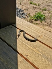 Grass-snake, natrix climbing out on the terrace of a country house with its tongue sticking out.