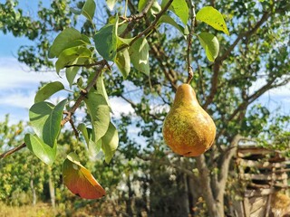 Ripe pear is hanging on a tree, close up. Gardening, harvesting, agriculture concept.