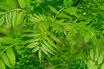 Blätter der Gemeinen Esche, Fraxinus excelsior