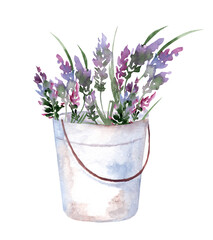 Lavender bouquet in a vintage rustic metal bucket. Hand drawn watercolor illustration of purple flowers in gardening tools for greeting cards or invitations on a white isolated background