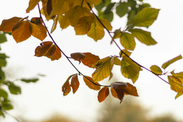 autumn leaves background