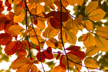 autumn leaves background