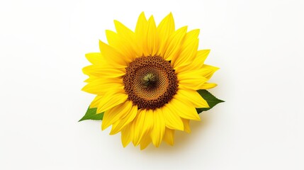 Yellow sunflowers on white background. AI generated image