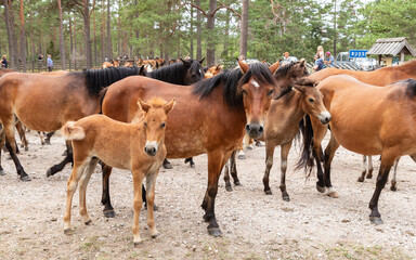 Obraz premium The Gotland Pony (Russ) is the only remaining wild horse in Sweden (semi wild). Once a year a Studbook inspection is conducted at Lojsta heath in order to register the new foals in the herd.