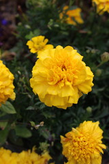 Close up Yellow Marigold flowers, Perspective focus