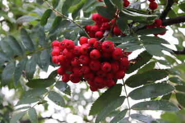 Red berries from a Rowan tree