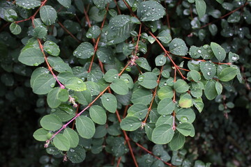 Symphoricarpos × chenaultii plant also known as chenault coralberry