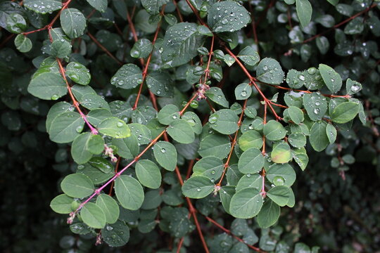 Symphoricarpos &times; chenaultii plant also known as chenault coralberry