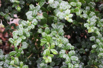 Green shrub with prickly leaf ends, visible rain drops on leaf surface