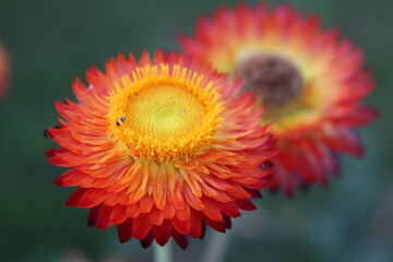 Close up picture of a red, orange yellow straw flower