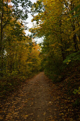 Path in the autumn forest with yellowed leaves in the foreground. Fall colours on a pathway in the woods