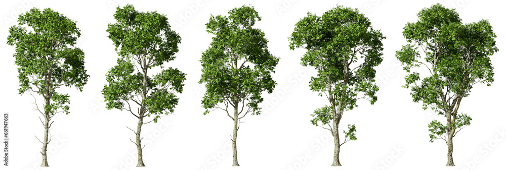 Poster woods trees shapes collections set on transparent backgrounds 3d rendering png