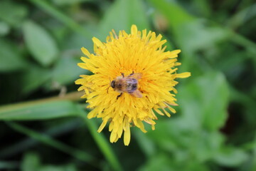 Honey bee on Dandelion flower, perspective focus