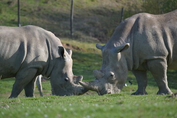 Obraz premium Les frangins