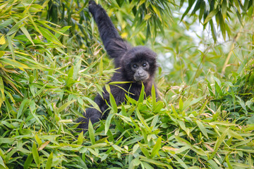 siamang