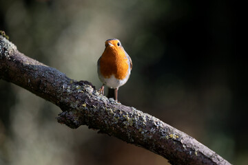 Side lit European Robin (Erithacus rubecula) with colourful red breast perched on a branch - Yorkshire, UK in early Autumn
