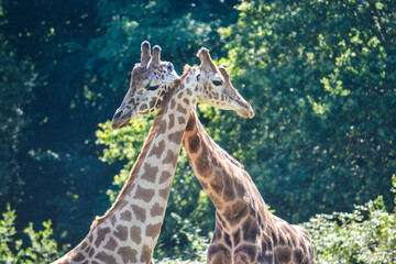 couple de girafes